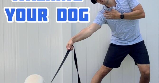 Pulled While Walking Your Dog? Here's What You May Have Injured